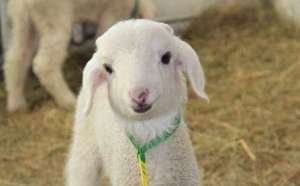 小尾寒羊种母羊的饲养管理_养殖方法