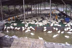肉鸭的饲养技术及流行鸭病的防治_养殖方法
