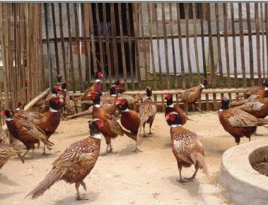 七彩山鸡在养殖的过程中如何有效的进行疾病的防疫