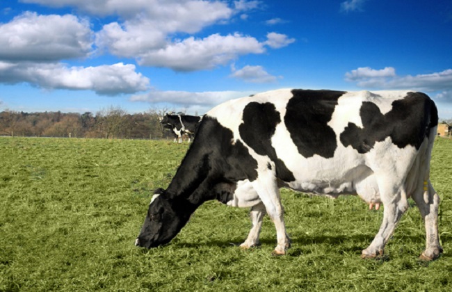 如何提高奶牛的产奶量(2)