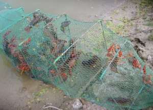 池塘龙虾养殖的饲养投喂技巧_养殖方法
