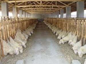 湖羊的动物性饲料的特点_养殖方法
