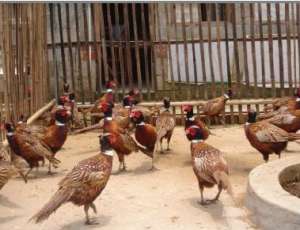七彩山鸡在养殖的过程中如何有效的进行疾病的防疫_养殖方法
