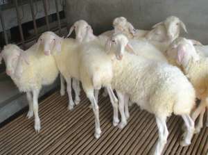 配种期湖羊公羊的饲养管理_养殖方法