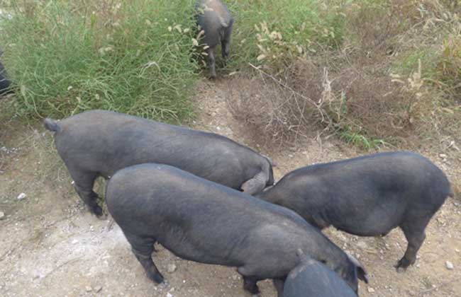 鲁莱黑猪养殖技术(2)