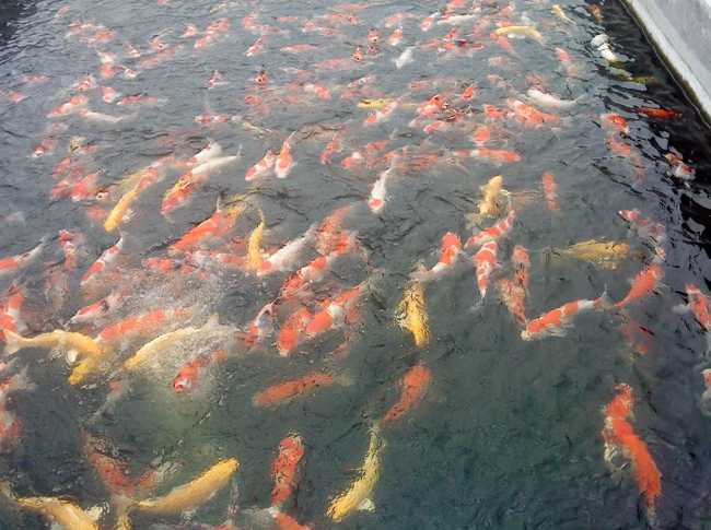新疆最大的石总场观赏鱼养殖基地锦鲤喜获丰收