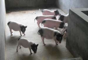 香猪的生理特征和生活习性_养殖方法