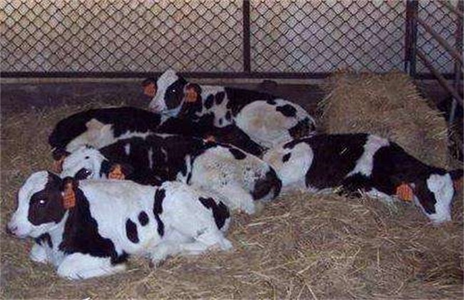 犊牛养殖的注意事项(2)