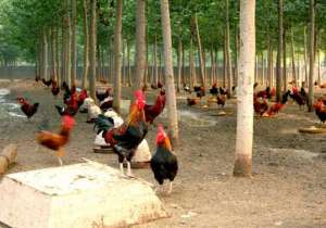 林下养殖柴鸡时怎样节省饲料_养殖方法