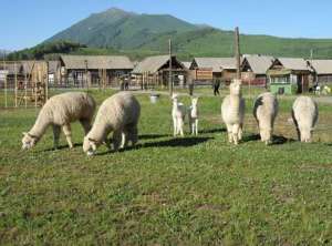 羊驼的日常料理_养殖方法