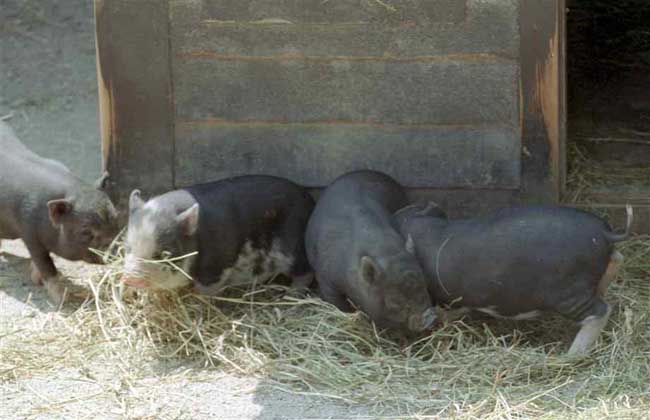 黑猪养殖技术(2)