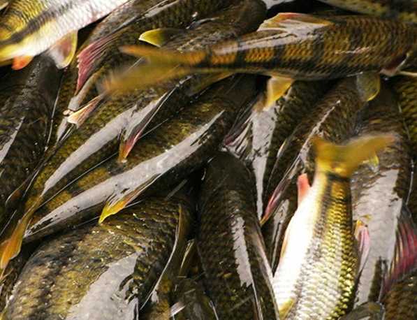 石斑鱼成鱼养殖技术