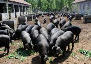 生态养殖让“黑猪”变“金猪”_养殖方法