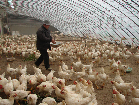 肉鸡养殖新方法 出栏快效益高