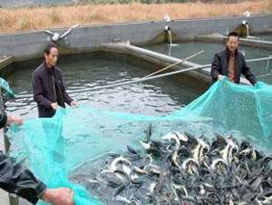 鲟鱼的日常管理_养殖方法