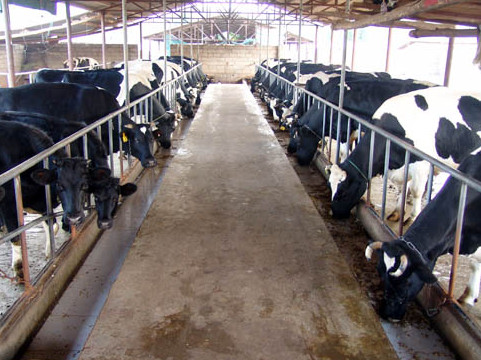 提高奶牛受配率的五大措施