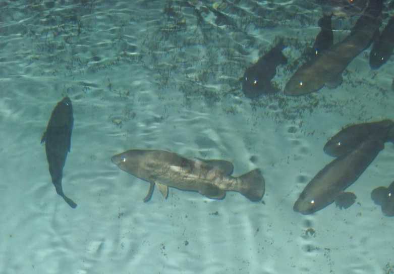 石斑鱼育苗期的水质管理