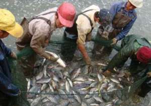 罗非鱼健康高产养殖的水质管理技术_养殖方法