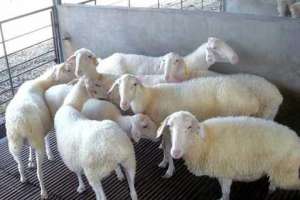 湖羊具备工厂化养殖肉羊品种所需的全部特点_养殖方法