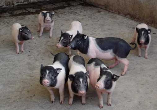 香猪养殖场循环种养提高效益