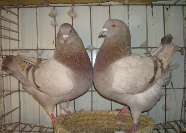 肉鸽的繁殖周期