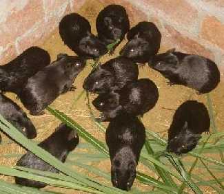 黑豚鼠的生长发育