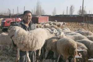 新疆吉也克镇农民养殖多胎湖羊促增收_养殖方法