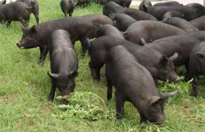 黑猪养殖的日常管理_养殖方法