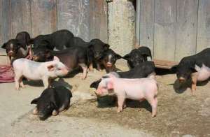 水泥地板圈舍对藏香猪养殖的危害_养殖方法