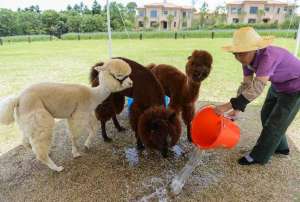 温州小伙改行养羊驼 每天“走穴”收入上万_养殖方法