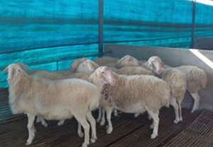 非配种期湖羊公羊的饲养管理_养殖方法