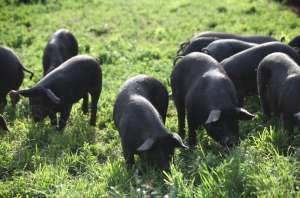 黑猪的科学养殖技术_养殖方法
