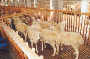 织金黑土乡湖羊养殖项目一期工程初见成效_养殖方法