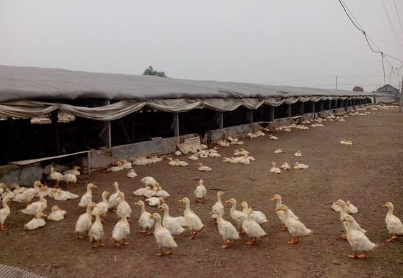 群养肉鸭发生病毒性肝炎的诊疗