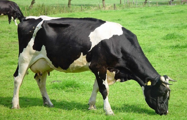 奶牛的腐蹄病要怎么防治(2)