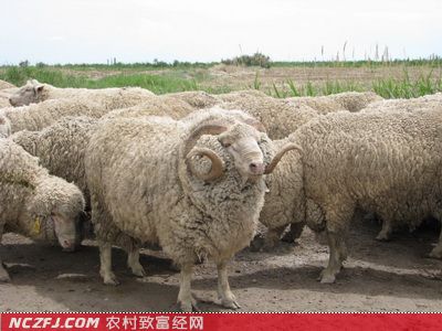南非美利奴羊【库百科养殖网】