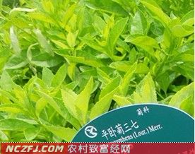 平卧菊三七　(蔬菜、药用兼用新品种)【库百科养殖网】
