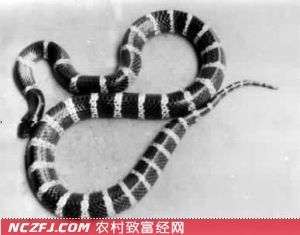 银环蛇的生活习性和银环蛇的形状特征【库百科养殖网】