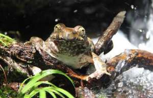 石蛙是国家保护动物吗？【库百科养殖网】