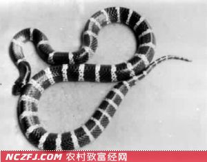 银环蛇的生活习性和银环蛇的形状特征【库百科养殖网】