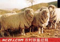 中国美利奴羊【库百科养殖网】