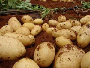 2018土豆价格专家预测-土豆市场价格会上涨吗-种植行情怎么样-【库百科养殖网】