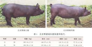 北京黑猪【库百科养殖网】
