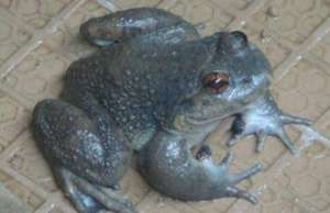 石蛙的功效与作用 石蛙的食用价值和药用价值【库百科养殖网】