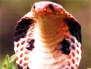 眼镜王蛇的生活习性-中国十大毒蛇之一【库百科养殖网】