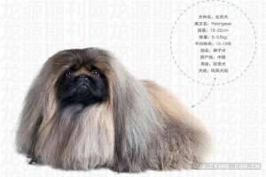 北京犬(北京狮子犬、北京袖犬、宫廷狮子犬)【库百科养殖网】