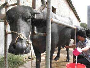 奶水牛养殖效益高，灵山县养杂交奶水牛致富快[每日农经]【库百科养殖网】