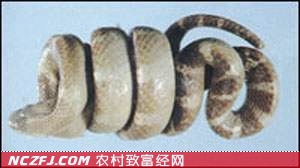 银环蛇价格：2010年12月15日白花蛇价格【库百科养殖网】