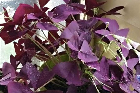 新买的紫叶酢浆草怎么养【库百科养殖网】