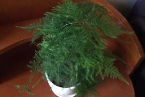 文竹是什么植物， 养在家里好吗【库百科养殖网】